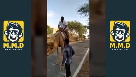 New Funny Camel Ride 2021