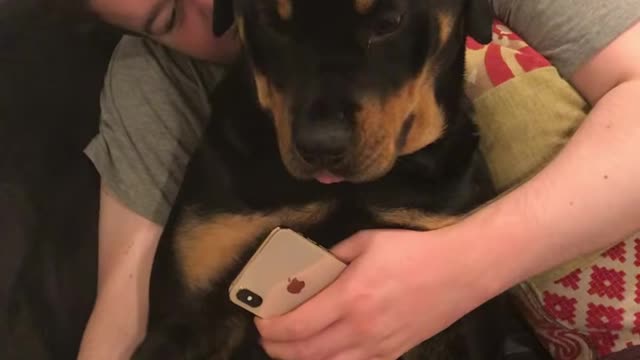 Rottweiler grumble-rumble-purr. This is medium level and this is love ❤️ amazing breed.