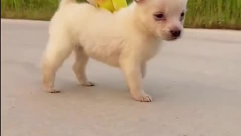 Cute Parrot Plays With Puppy