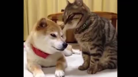 Dogs & Cats Talking