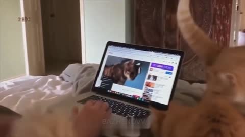 Funny cats and dogs # 6