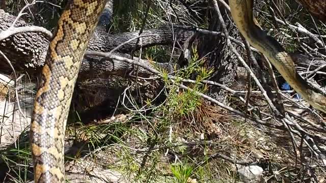 9ft Australian Carpet Python