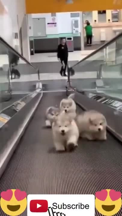 Cute and beautiful puppies video