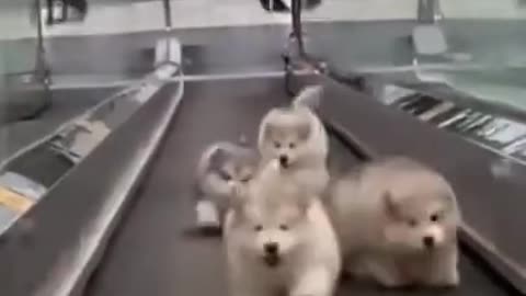 Cute and beautiful puppies video