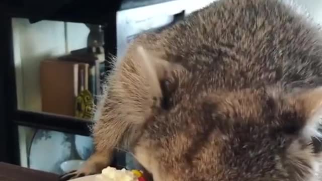 raccoon eating cake!!