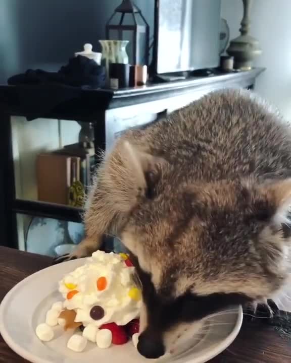 raccoon eating cake!!