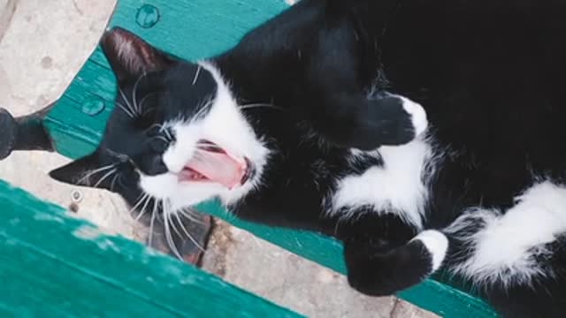 Funny Cat to Funny Video