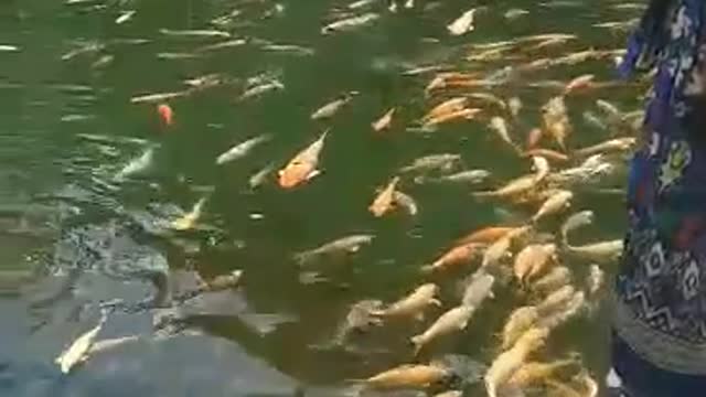 Lovely Fishes