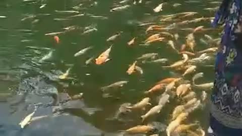 Lovely Fishes