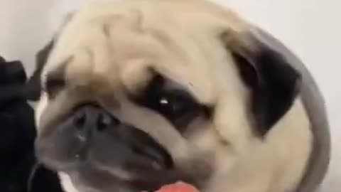 Cute and Funny Dogs Videos Compilation. #shorts #2021 #short 87