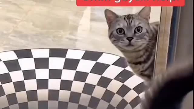 Funniest dogs and cute cats 🐶🐱 part 06