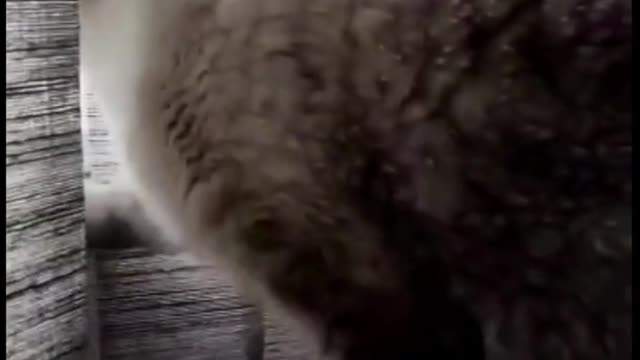 Funny animals TRY NOT TO LAUGH