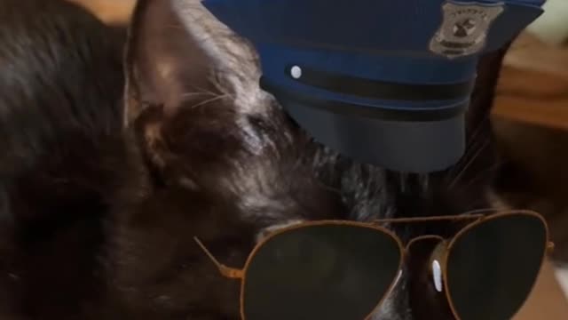 This special effect is hilarious for cats! Ha ha ha!