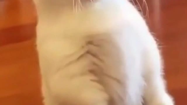 Cute Playing Cat- PET