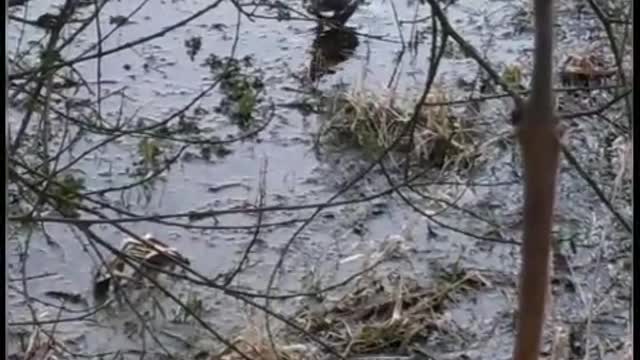 Common moorhen looking for food