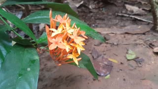 Orange coloured monocot flower swinging in breeze in backyard