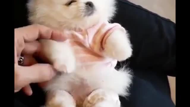 Play with the puppy