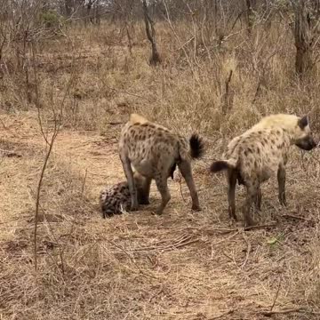 Wolf Fails To Catch Gazelle In Epic Safari Footage