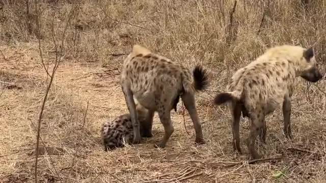 Wolf Fails To Catch Gazelle In Epic Safari Footage