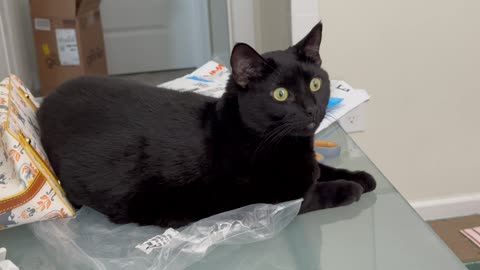 Adopting a Cat from a Shelter Vlog - Cute Precious Piper Holds Down the Fort