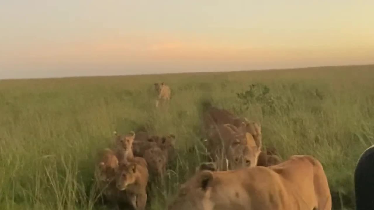 POV's Morning Encounter with a Lion Pride