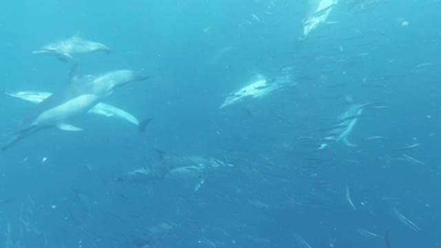 dolphins in there habitat