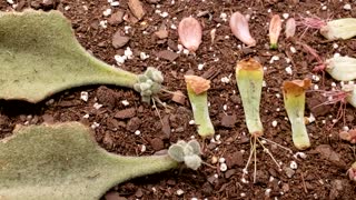 How to Propagate Succulents