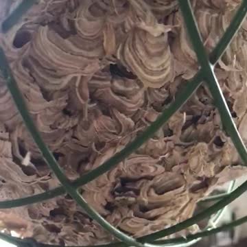 A Wasps Nest