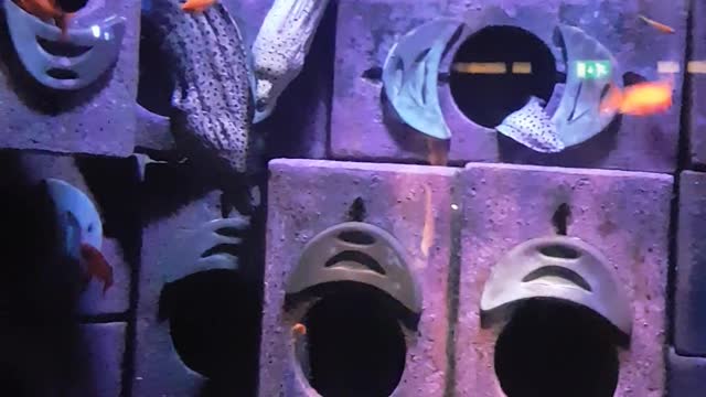 sea ​​creatures, the sea conger in Dubai aquarium