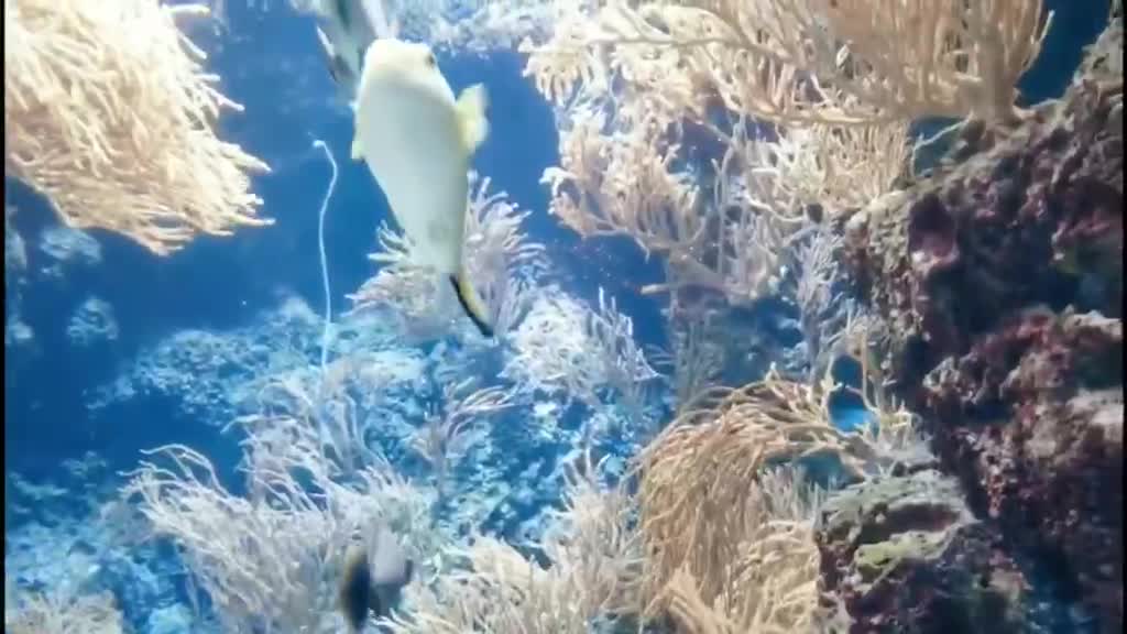 Won't puffer fish swell in the sea