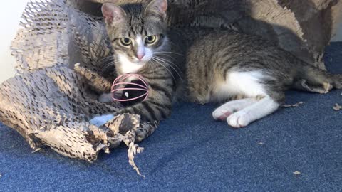 Adorable Little Cat Plays and Sneezes