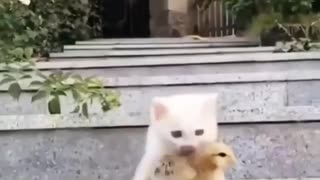 Funny and Cute Cats Videos #113 │ Gadis Sekarwangi