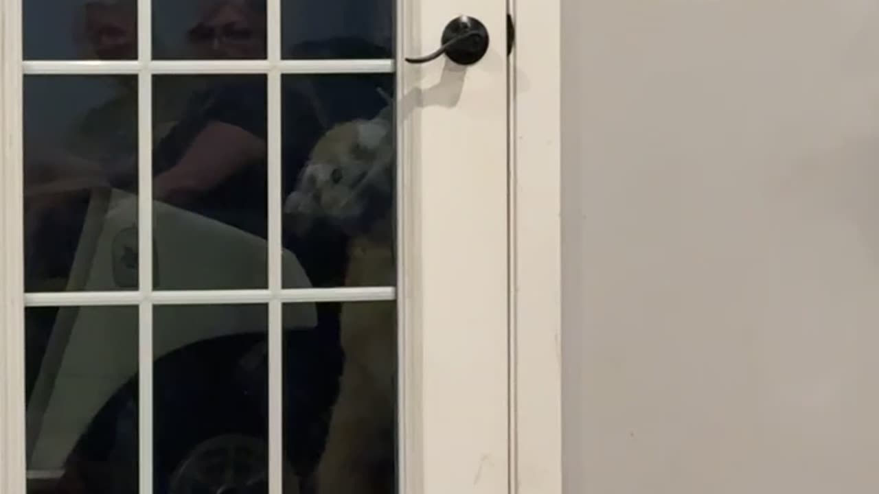 Dog Lets Herself Back In