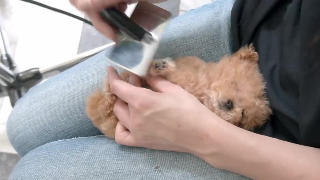 Toy Poodle Senobicha