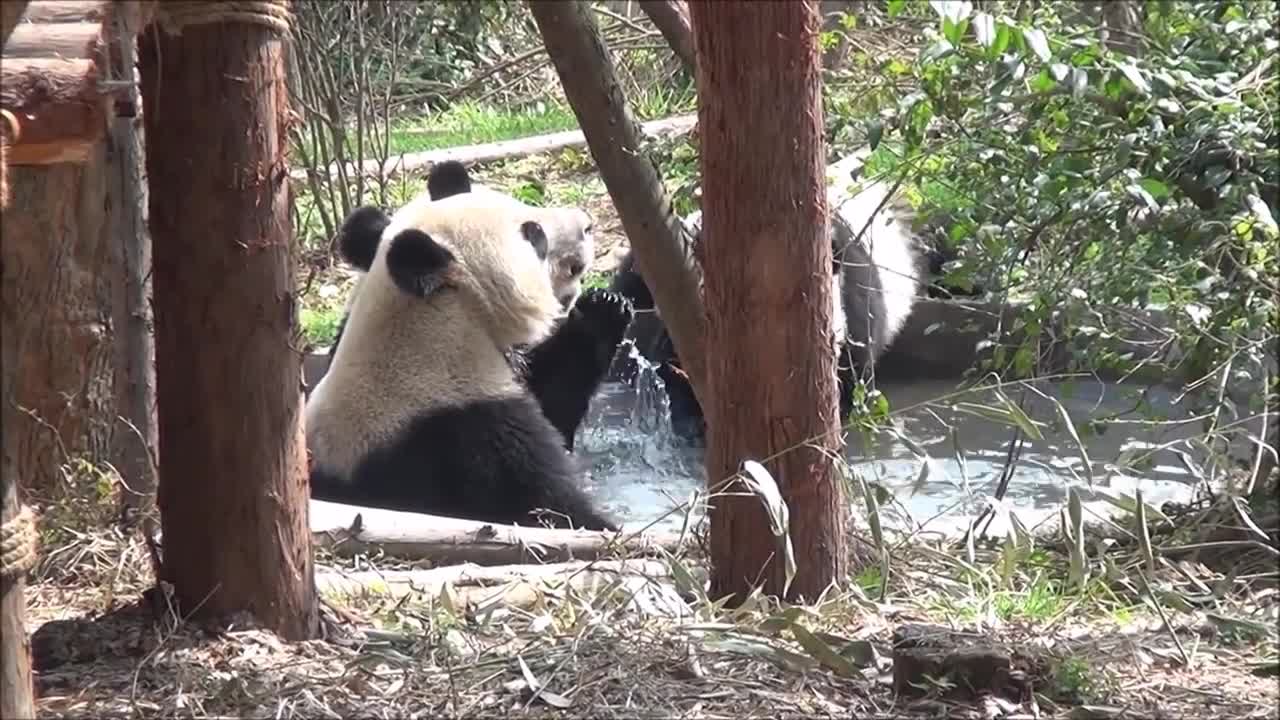 Cute Pandas Having Bath Like Humans!