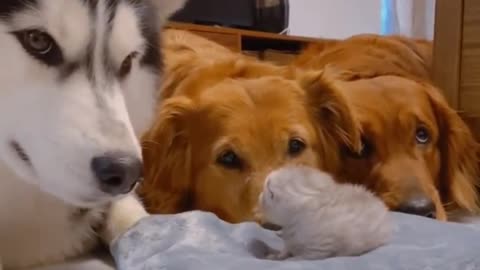 Golden retrievers and husky meeting