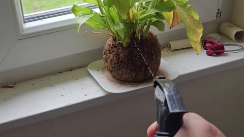 Don't Forget to Water Your Plants and Pup