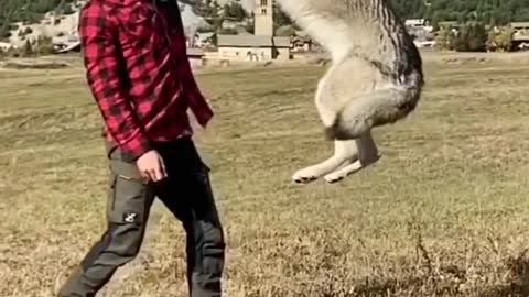 Dog stunt