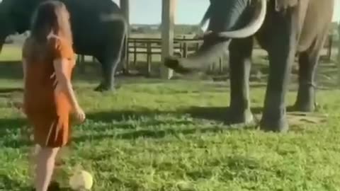 Best Funny Animal Videos of the year (2023), funniest animals ever. relax with cute animals video