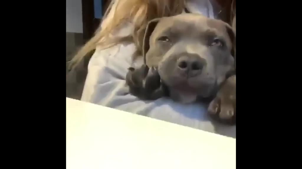 Animals copy their owners