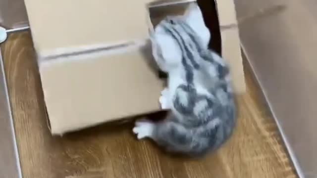 Who doesn't like such a lovely cat?