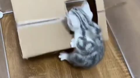 Who doesn't like such a lovely cat?