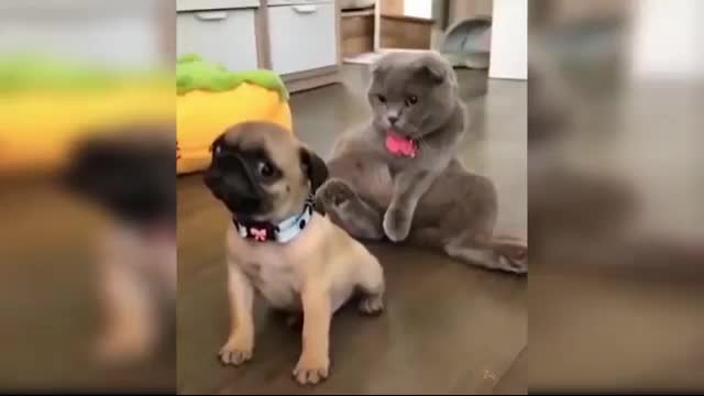 Beautiful baby dog funny 😂 video don't miss this video | funny animal | funny dog | cute dog