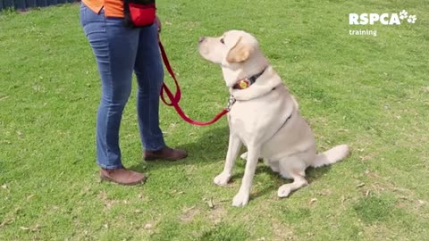FREE DOG TRENING SRIES