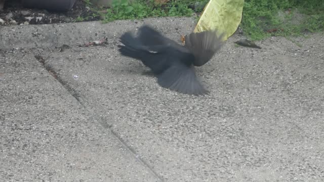 Birds fight