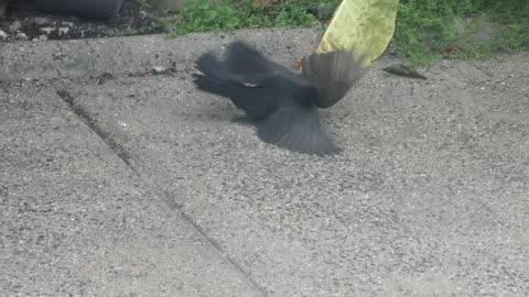 Birds fight