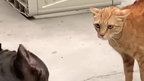 DOG VS CAT FUNNY VIDEO