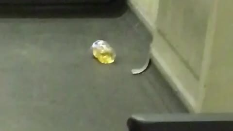 Fremont zoom in on bottle on pee on subway