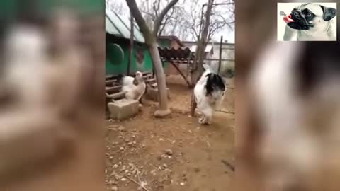 Funny Chickens Doing Everyday Things