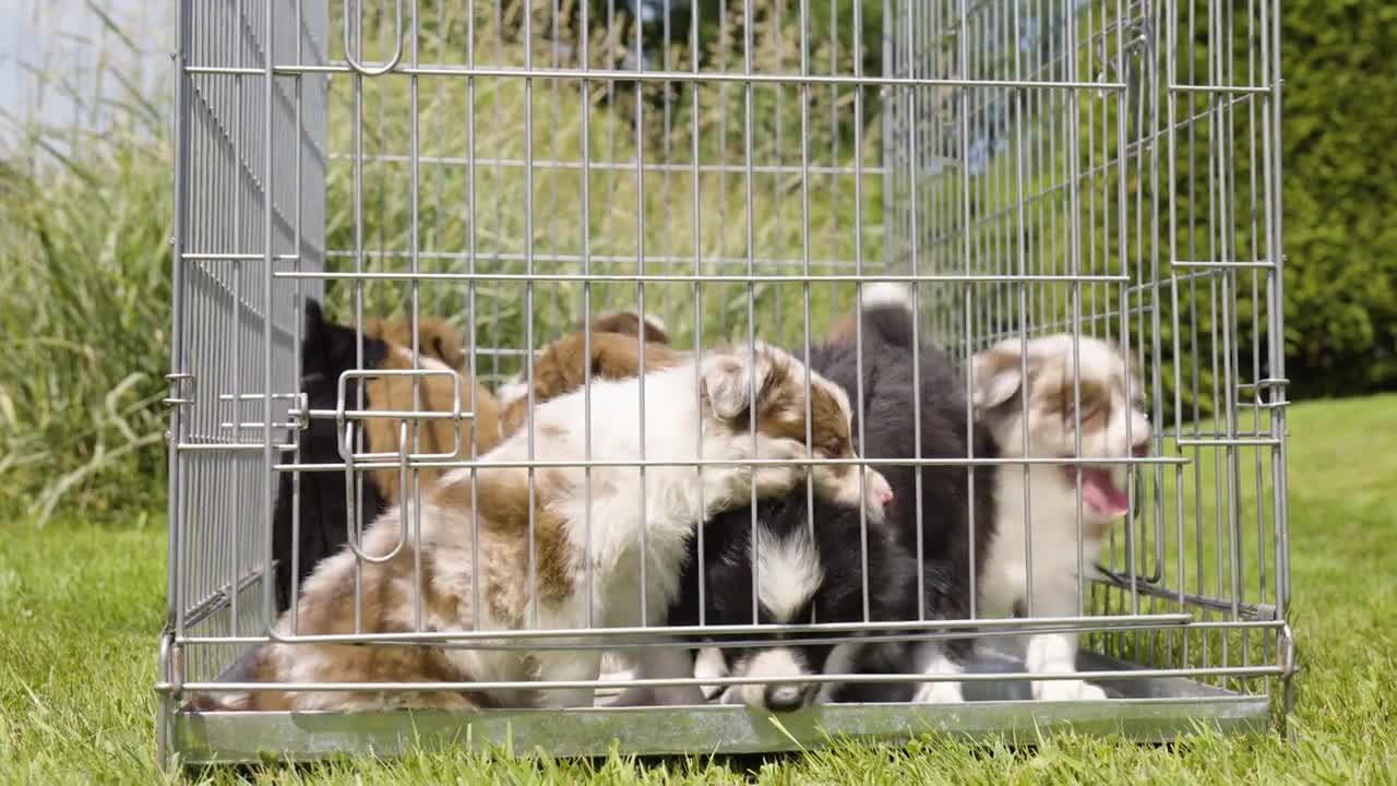 A group of cute happy puppies restless in a cage on grass - closeup